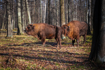 European bisons in Nature Biosphere Reserve. European bisons and wildlife