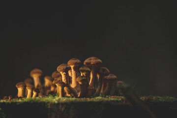 Armillaria sp. mushrooms grows on tree stump. Sunlight shines on Cluster of tiny young fresh forest fungi