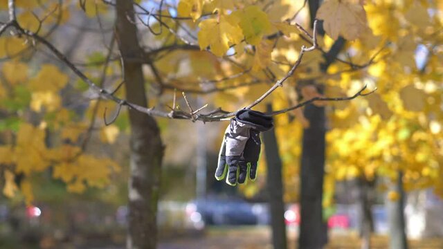 Lost glove hangs on the tree in 4k slow motion 60fps