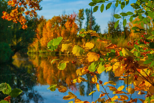 Herbstlandschaft mit See, bunten Bäumen und einem Ast im Vordergrund