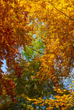 Baumkronen mit bunten Herbstblättern