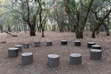 tree stump circle in forest