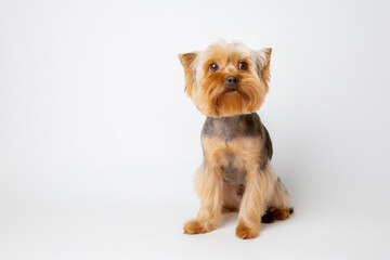 yorkshire terrier dog isolated on a white background