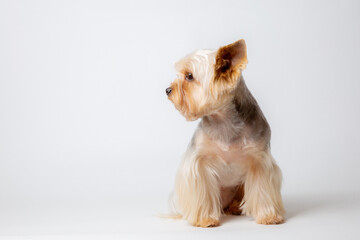 yorkshire terrier dog isolated on a white background