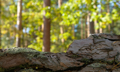 Pine bark on a forest blurred background. Sunny day. Ecology and nature concept. 