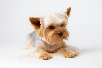 yorkshire terrier dog isolated on a white background