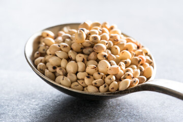 Sorghum Grain on a Vintage Spoon