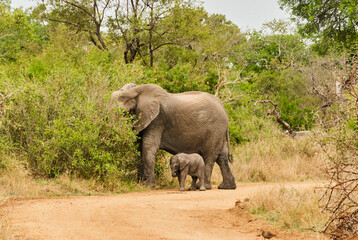 Fototapeta na wymiar Baby african elephant, Loxodonta, with its mother