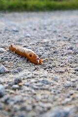 Gusano naranja deborador de setas