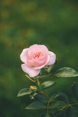 pink rose