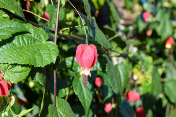 Campanilla