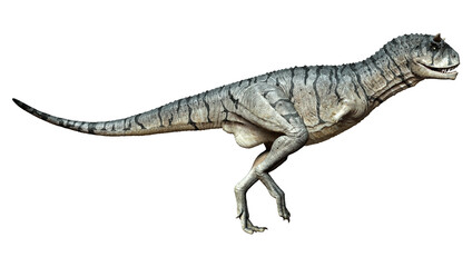 3D Rendering Carnotaurus Sastrei Dinosur on White