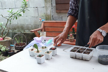 male hands preparing pots for planting cactus