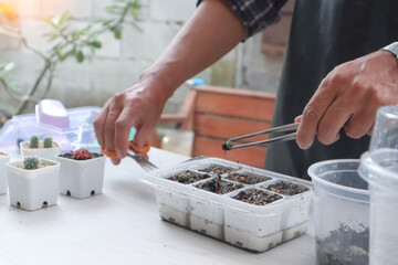 Man planting cactus in pots with his hands to decorate the house