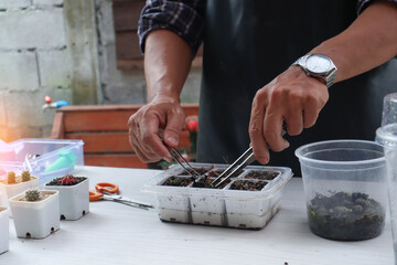 Man planting cactus in pots with his hands to decorate the house