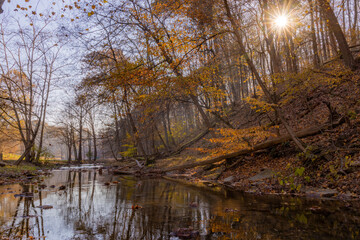 A stream that runs through a forest with Autumn leaves and a sun star effect.