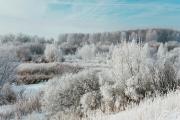 snow covered trees