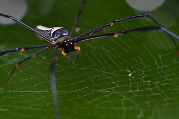 Nephila Pilipes (Giant Golden Orbweaver)