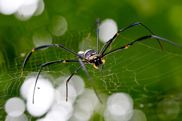 Nephila Pilipes (Giant Golden Orbweaver)