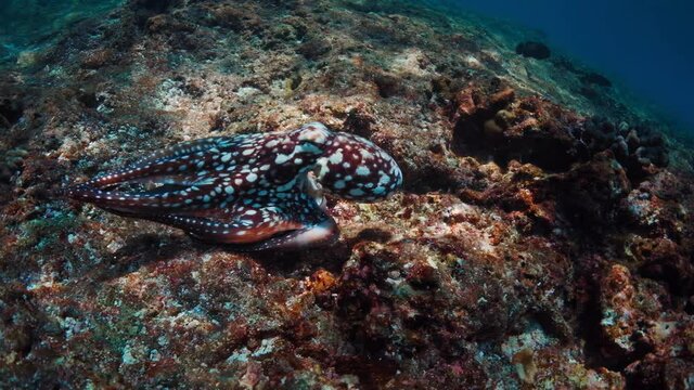 Octopus moves in the water. Octopus mimics on the reef bottom, ejects ink cloud and escapes