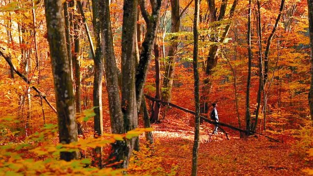 Man walks into the forest during autumn in evening light