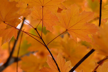 Naklejka na ściany i meble autumn leaves in the forest