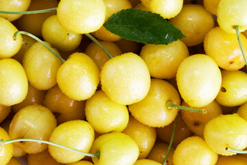 Lots of ripe cherries with stems and leaves. Large collection of fresh cherries. Ripe cherries background. Cherry. Yellow cherry