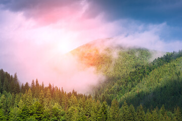 Wild alpine forest on a mountain hills