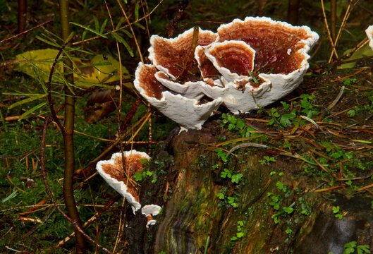 Fruiting bodies of the Root rot fungus Heterobasidion annosum on a tree stump in a forest
