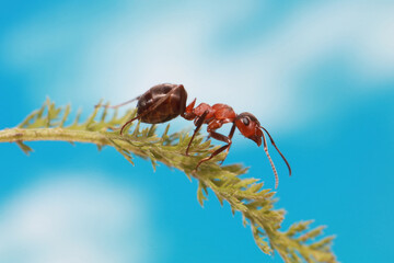 The ant runs continuously on the grass. The picture was taken against a blue sky background. 
