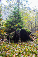 Polish autumn in the forest