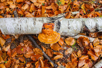Nice mushroom in the middle of forest
