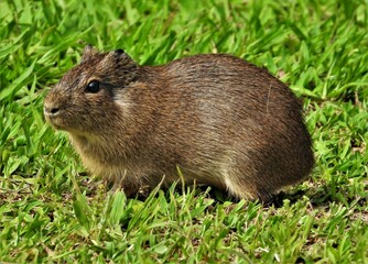 A close-up of a beautiful and tiny Brazilian Guinea Pig (Cavia aperea) rodent, captured catching the spring morning sun in the woods