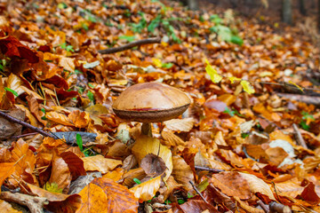 Nice mushroom in the middle of forest
