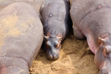 Baby hippo