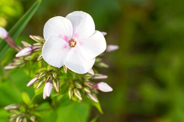 Fototapeta na wymiar A bush of garden light phlox with a blossoming delicate white inflorescence on the stem of the plant. 