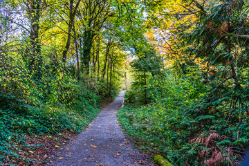 Washington Park Arboretum Autumn Path 3