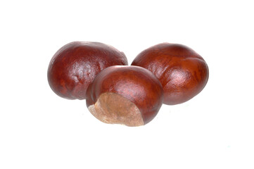 chestnut isolated on white background