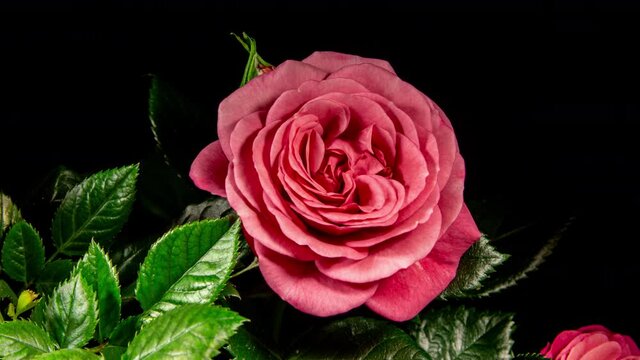 Timelapse of pink rose growing blossom from bud to big flower on green leaves background