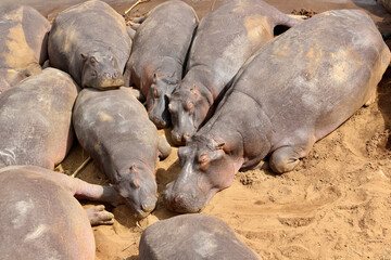 Sleeping hippos