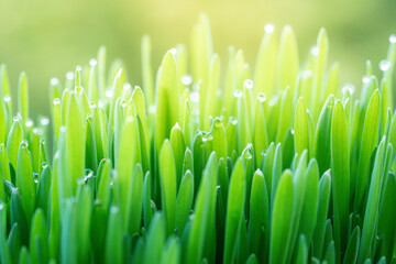 Fototapeta na wymiar Fresh green grass with dew drops on a spring meadow in the rays of the rising sun
