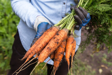 Carrot in garden. Farmer hands in gloves holding bunch of fresh carrots. Harvesting organic vegetables