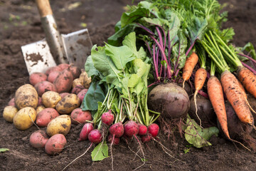 Harvesting organic fall vegetables. Autumn harvest of fresh raw carrot, beetroot and potatoes on...