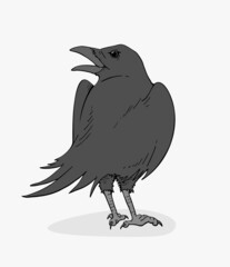 Crow illustration design