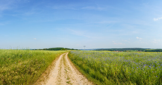 Panorama of green field with country road