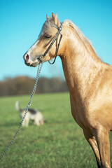  portrait if beautiful  palomino welsh pony