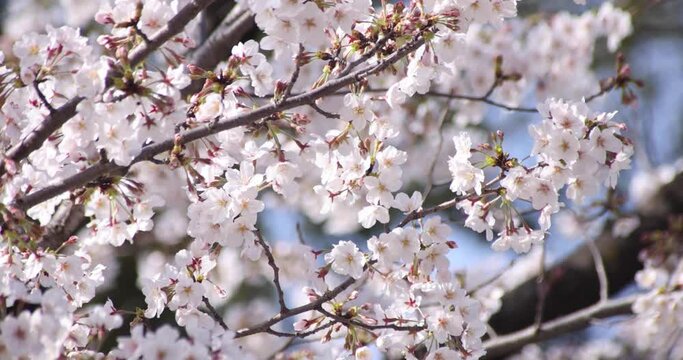 A slow motion of cherry blossom in Tokyo in spring season daytime close up