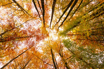 Upward view of trees with autumn colors