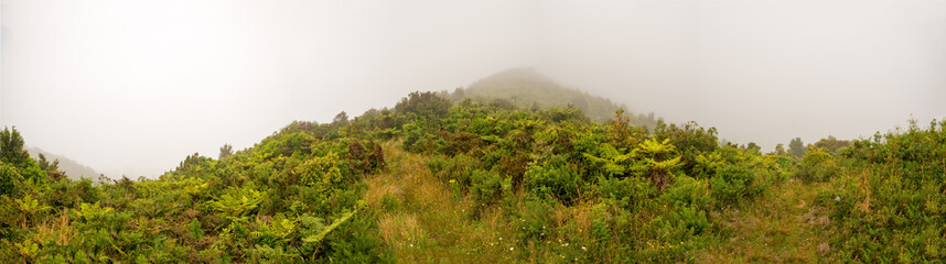Fototapeta premium Fog in the jungle panorama