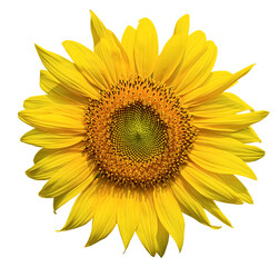 Blooming sunflower isolated on white background